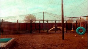 Шархан Обзор вольера 17.10.2025 Видео от Ивана