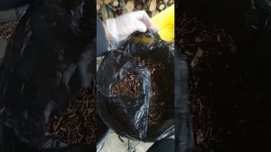 ХРАНЕНИЕ КЛУБНЕЙ ГЕОРГИН