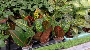 Вот это, я попала 👍😏. Ашан и Лемана Про г.Волгорад 17.10.25