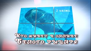 2 часть. Подводный мир Красного моря. Кто живет в  заливе Белого рыцаря.