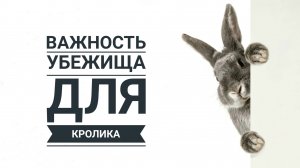 Почему кролика нельзя трогать в домике