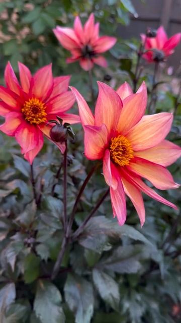 17-10-2025 смотреть онлайн