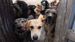 Жителей Петербурга защитят от нападения бродячих собак