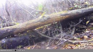 дневная жизнь