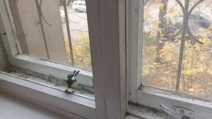 [Евгения Царегородцева] - Синица в ловушке.mp4