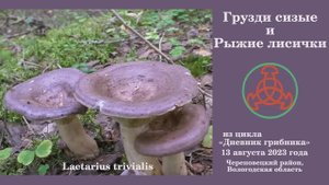 Грузди сизые и рыжие Лисички! Дневник грибника 13 августа 2023 года.