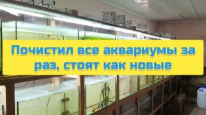 ПОЧИСТИЛ ВСЕ АКВАРИУМЫ ЗА РАЗ, СТОЯТ КАК НОВЫЕ