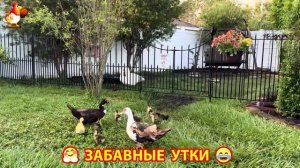 Забавные утки мускусные и пекинские на свободном выгуле со своими друзьями ч.(255) ❣️🤗😂