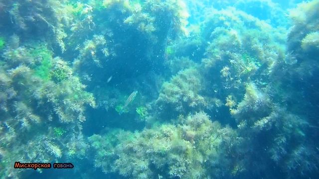 Крым Ялта дайвинг. Зубарики. Морской карась- зубарик (зубарь, каракос, полосатый клюворыл) #searuss