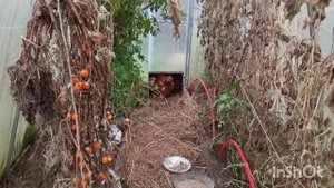 ПЕРЕЕЗД ИЗ ГОРОДА В ДЕРЕВНЮ