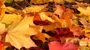 Опавшая листва: убрать или оставить? Доброе утро. Фрагмент выпуска от 17.10.2025