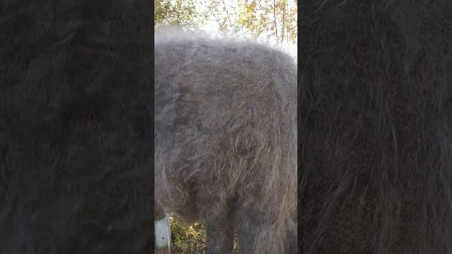 1000218277.mp4 Утепляемся пуховыми изделиями у Ольги.т.89020931602 смотреть онлайн