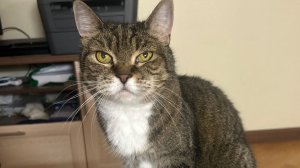 Плохой ночной сон до года