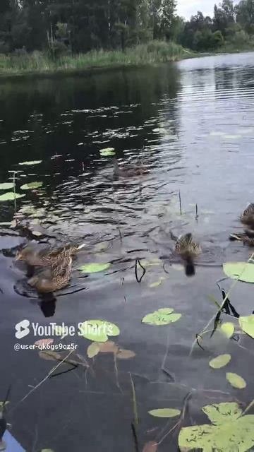 Ленобласть. Хвойное. 08.07.2024. Часть 35. Утята_ Ура, завтрак