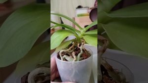 Пересадка миниатюрной орхидеи Green pixie - особенности содержания миниатюрных фаленопсисов