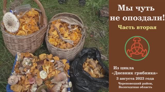 Мы чуть не опоздали! Часть вторая. "Дневник грибника" 3 августа 2023 года. смотреть онлайн