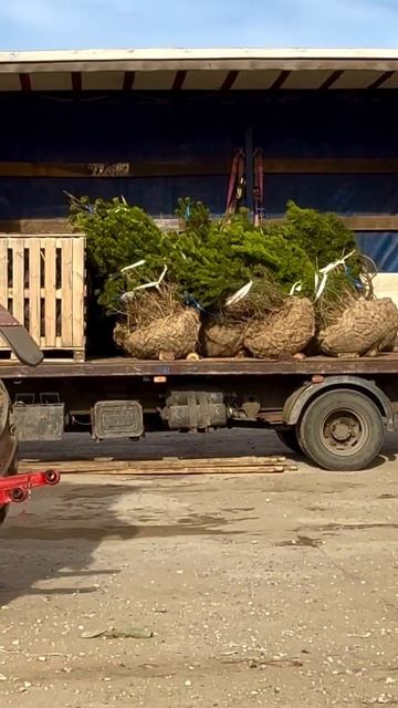 НОВОЕ ПОСТУПЛЕНИЕ! В наш садовый центр АртСад приехали горные сосны Пумилио