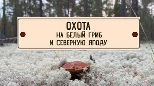 Охота на белый гриб и северную ягоду