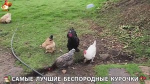 Цыплята и Курочки селяночки лучшие беспородные несушки 🥚 (357)