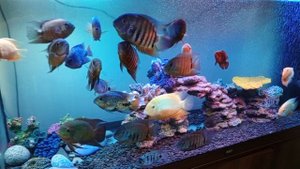 Голодные цихлазомы