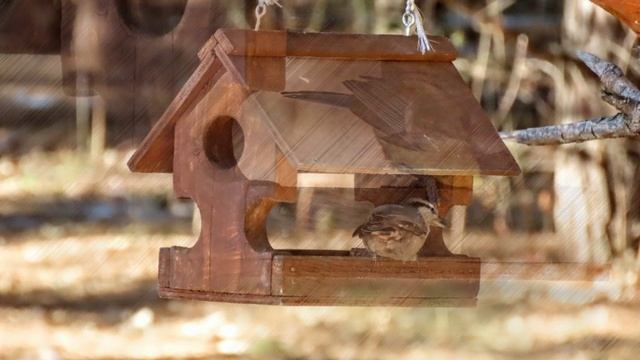 Удачная охота кота и птички на кормушке