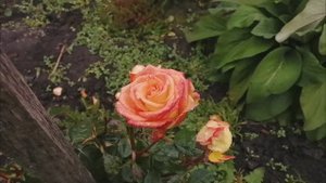 Последнее цветение в октябре