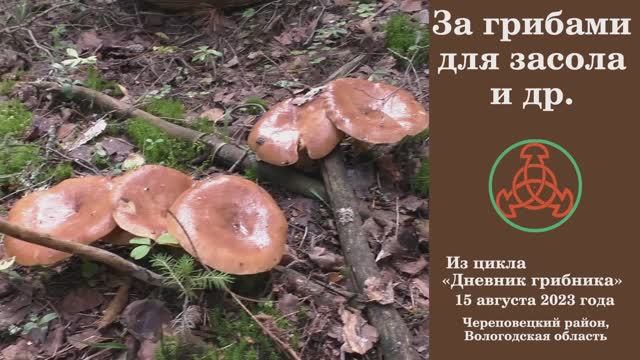 За грибами для засола и др! Дневник грибника 15 августа 2023 года. смотреть онлайн