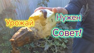 Урожай/Нужен СОВЕТ подписчиков/Ремонт в квартире 90-х/Протянули ЭЛЕКТРИКУ