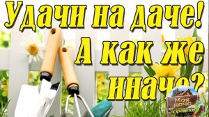 Уборка на дачном участке и обрезка винограда осенью.