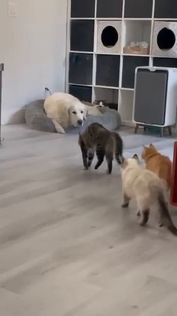 А если подойду? 😼