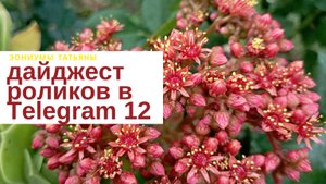 №211 Дайджест роликов в Телеграм - 12