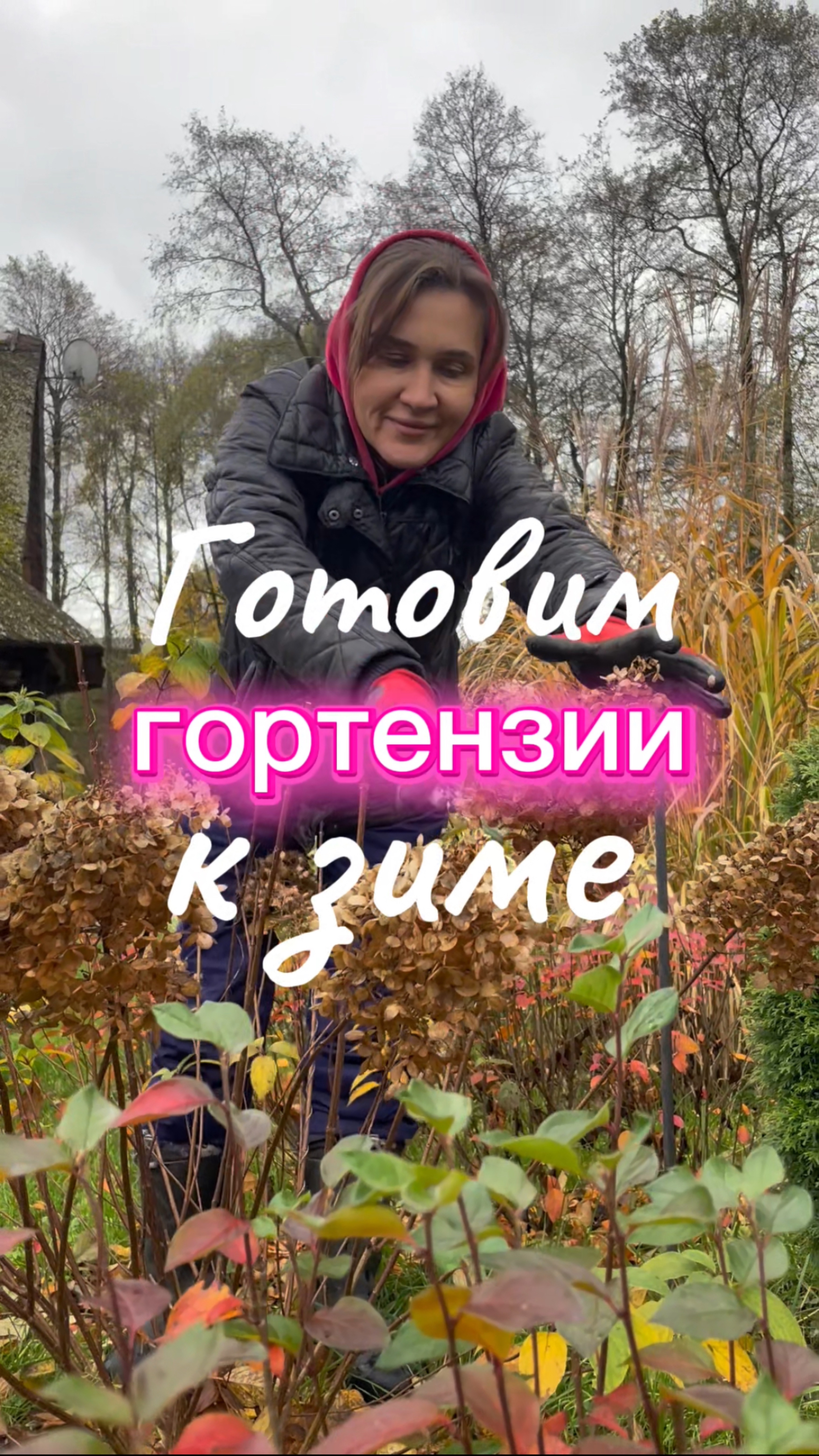 Осенняя обрезка метельчатой гортензии. Подготовка метельчатой гортензии к зиме.