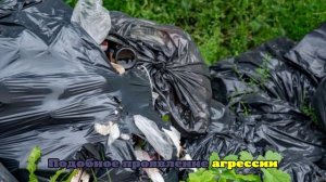 В автобусе №48 в Екатеринбурге заметили женщину с мертвым котом