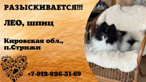 Пропала собака! ЛЕО, шпиц. Кировская обл., п.Стрижи.