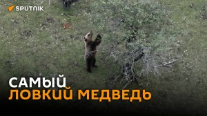 Ловкость лап и много вкусного: медведь добрался до яблони