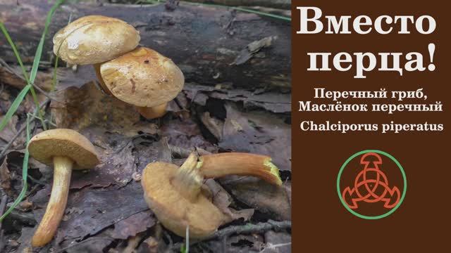 Вместо перца! Перечный гриб или Маслёнок перечный. Chalciporus piperatus смотреть онлайн