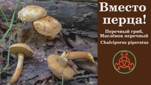 Вместо перца! Перечный гриб или Маслёнок перечный. Chalciporus piperatus