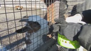 Что едят камерунские козы и пони на страусином ранчо
