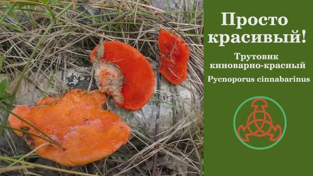 Просто красивый! Трутовик киноварно-красный - Pycnoporus cinnabarinus смотреть онлайн
