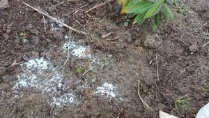 Лучшие способы борьбы с мышами и кротами на садовом участке