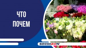 Цветы осенью: ЧТО ПОЧЕМ на Центральном рынке Сочи