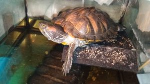 Красноухая черепаха 🐢 греется 17-10-2025