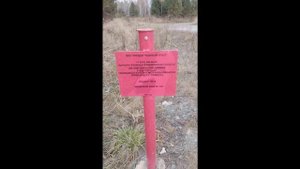 находки в лесу