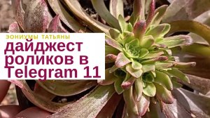 210. Дайджест роликов в Телеграм - 11