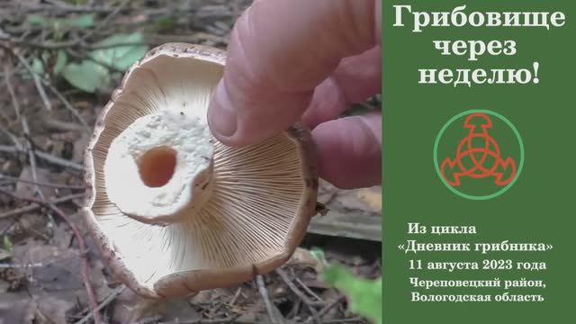 Грибовище через неделю! Дневник грибника 11 августа 2023 года. смотреть онлайн