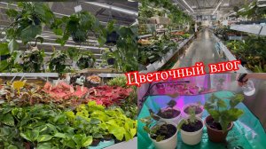 Цветочный влог/ интуитивный садовод / Еще одно хобби)