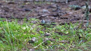 Хохлатая синица