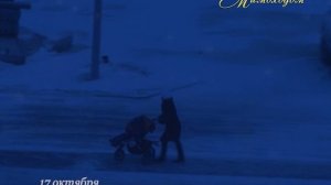 "МИМОХОДОМ", 17 октября 2013 год. Автор проекта О. Дзиов