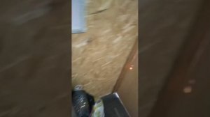 ну абрикосы сладкие