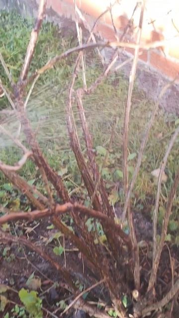 Обработка сада мочевиной. смотреть онлайн